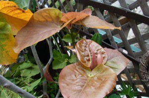 観葉植物を植え替えてみた ウンベラータその後 プロトリーフの観葉植物ブログ