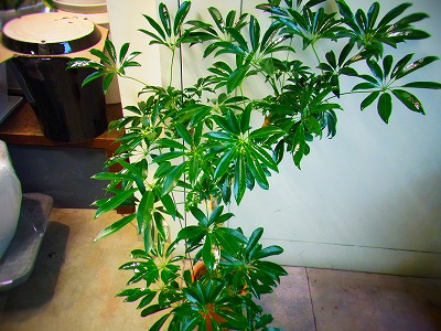シェフレラ アルボリコラ カポック プロトリーフの観葉植物ブログ