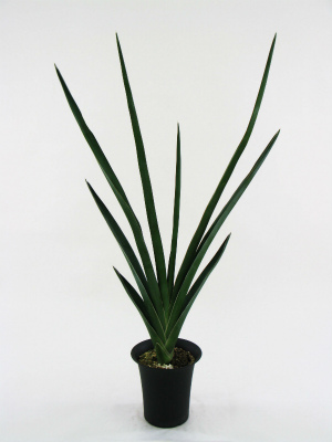 サンスベリア マニアック・コレクション ⑤ | プロトリーフの観葉植物 