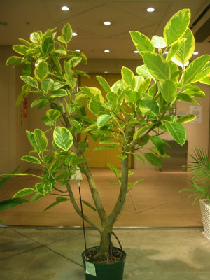 フィカス アルテシマ プロトリーフの観葉植物ブログ