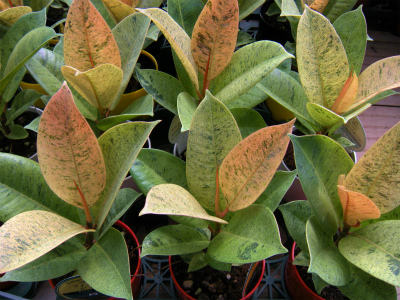 ゴムノキ類 フィカス属の魅力 プロトリーフの観葉植物ブログ