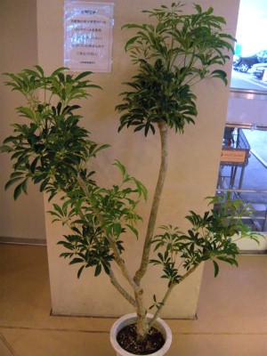 シェフレラ いろんな仕立てがあるんです プロトリーフの観葉植物ブログ